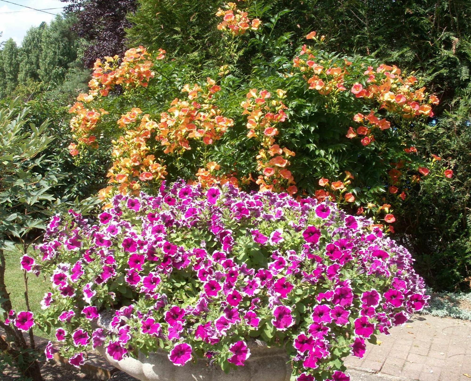 קור-שברני Le Clos Des Perraudieres מראה חיצוני תמונה